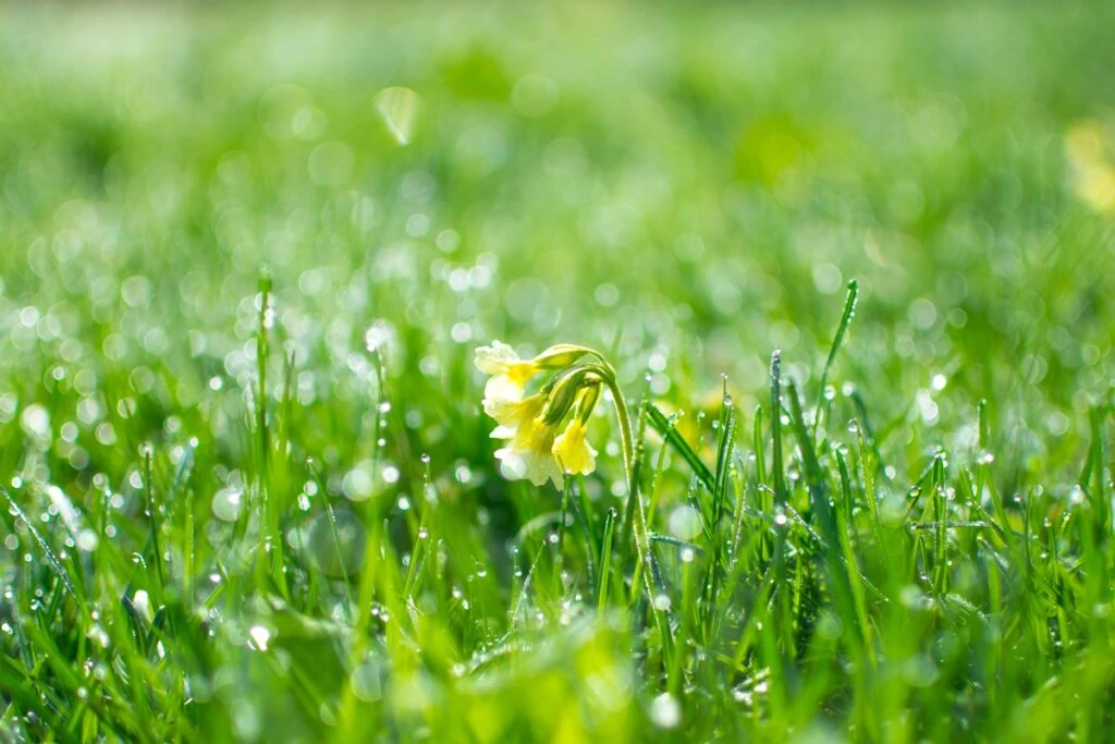9 melhores apps para identificar plantas 7 Apps para identificar plantas