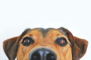 frases sobre cachorros