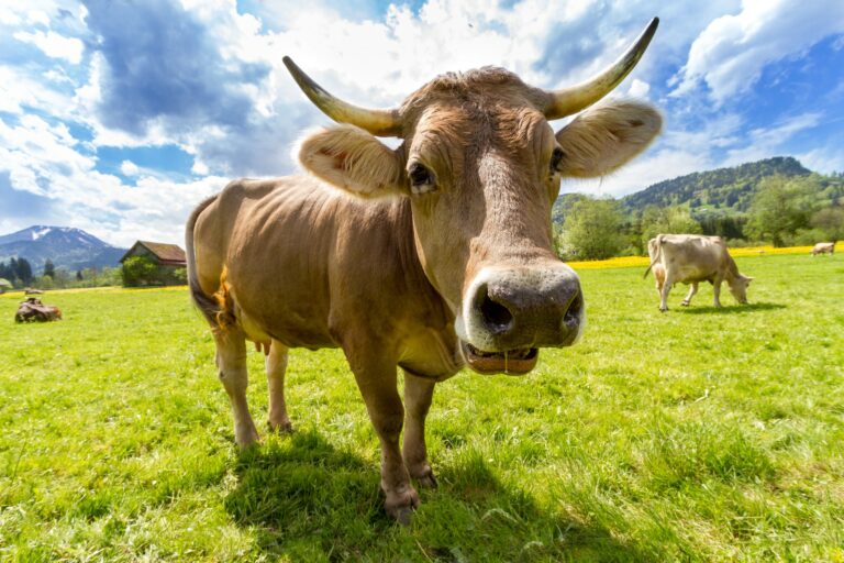 sonhar com vaca