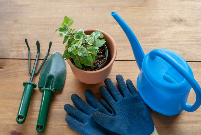 plantas para ambientes fechados