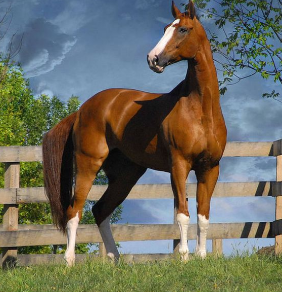 Sonhar com cavalo: diferentes significados e interpretações 15 Sonhar com cavalo