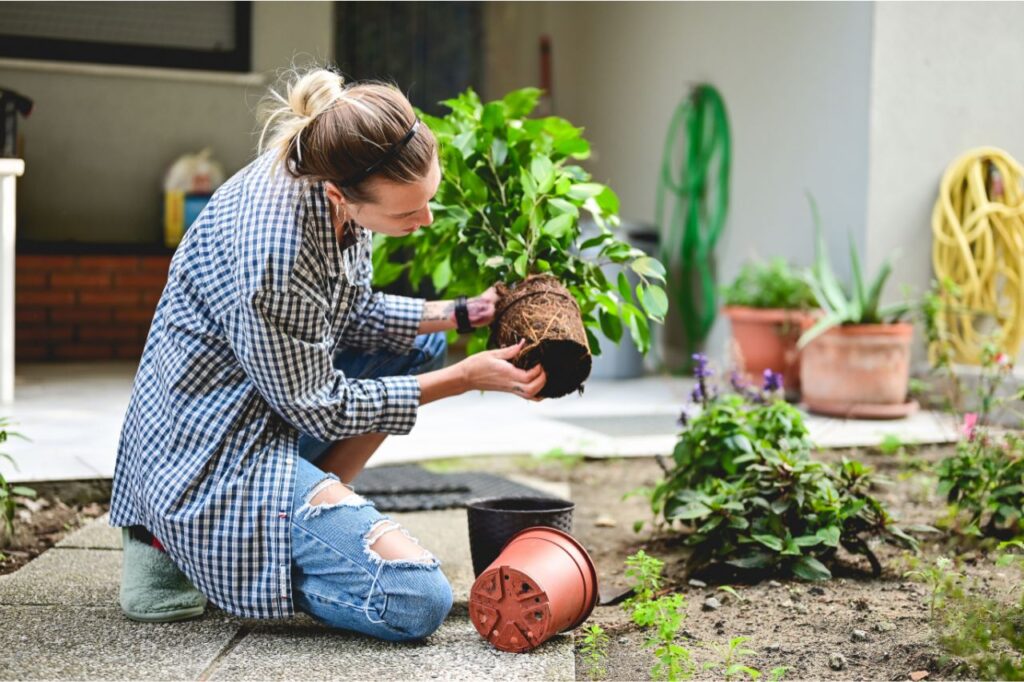 plantas para jardim