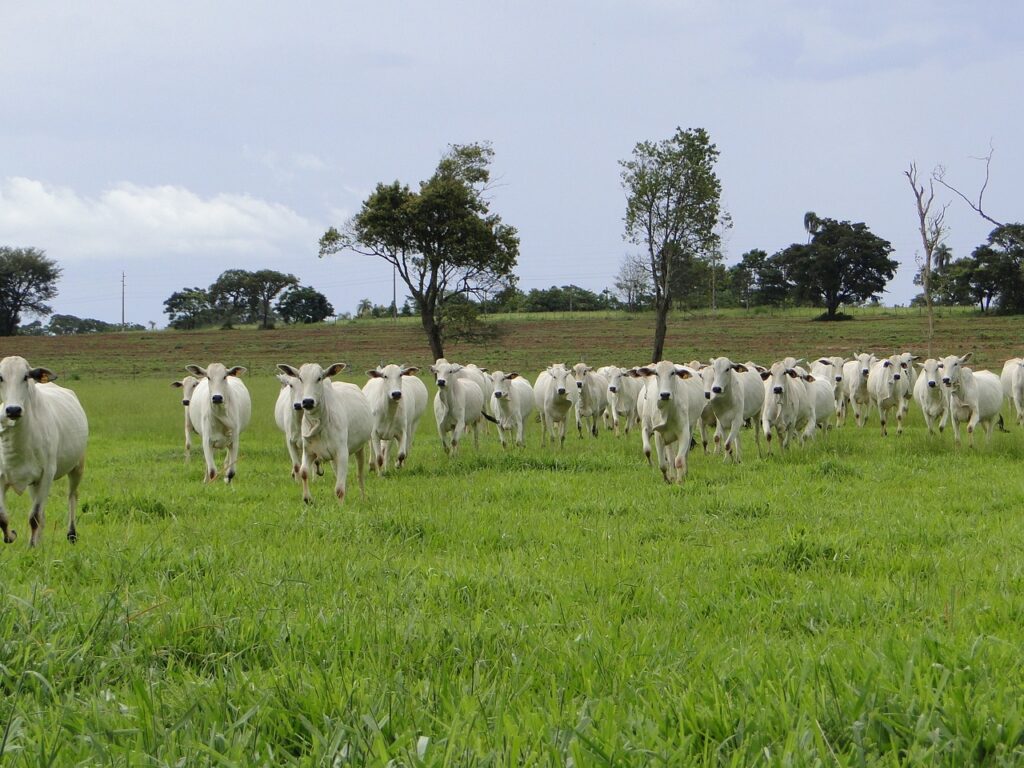 Assistir Globo Rural: como ver as reprises e o Globo Rural de hoje? 1 assistir globo rural
