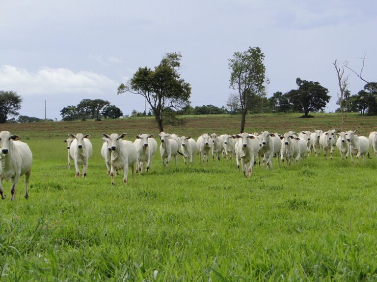 assistir globo rural