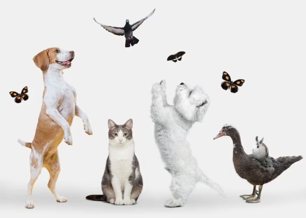 fotos de animais
