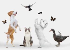 fotos de animais