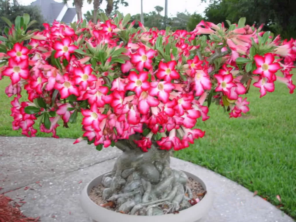 Rosa do Deserto:14 dicas práticas para cultivar em qualquer espaço