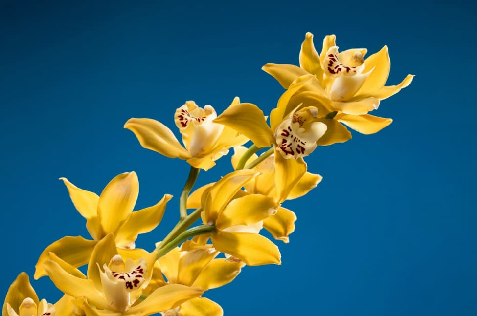 foto de tipos de orquideas com céu no fundo
