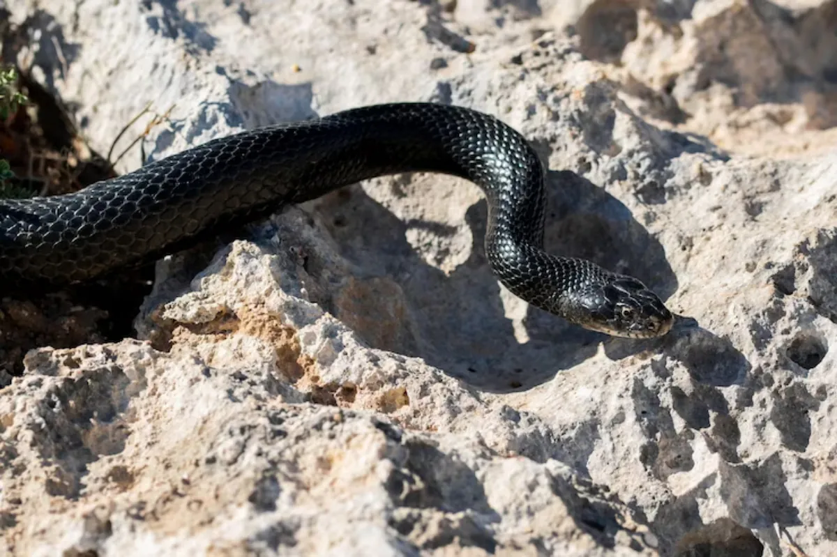 Sonhar com Cobra Preta: Significados Profundos e Interpretações Culturais 3 significado espiritual da cobra preta
